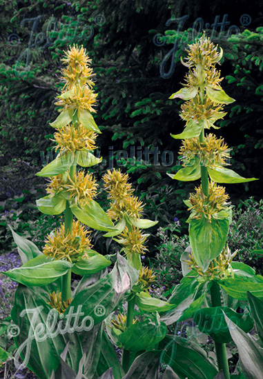 Horec žltý  GENTIANA lutea cca.20 semien